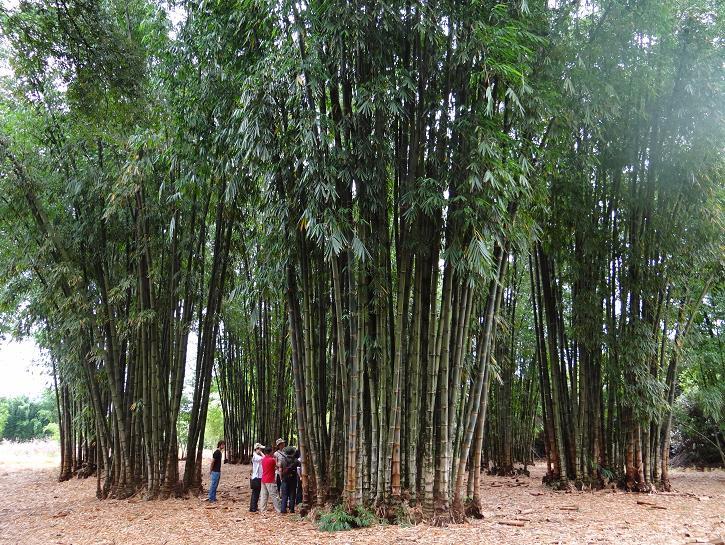 Fonte: Um dos autores (2011) 1.3 Desenvolvimento (produtividade) do bambu Para uma mesma espécie o diâmetro dos colmos é função da idade da moita e das condições locais.