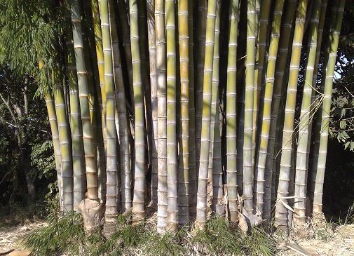 A taxa de crescimento do bambu pode ser melhorada pelo uso de fertilizantes e irrigação.