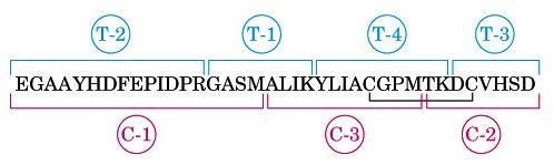 E(Glu) T2 é o primeiro péptido (começa com um E) T3