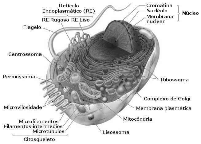 Estruturas das células Basicamente uma célula é formada por três partes: Membrana: capa que envolve a célula;