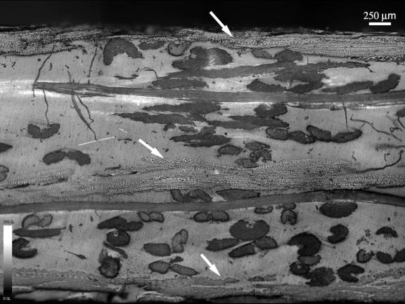 ISSN 1516-392X (a) (b) (c) Figura 2. Microestrutura dos compósitos. a) Sisal/vidro, b) Coco/vidro, c) bucha/vidro. Figura 3.