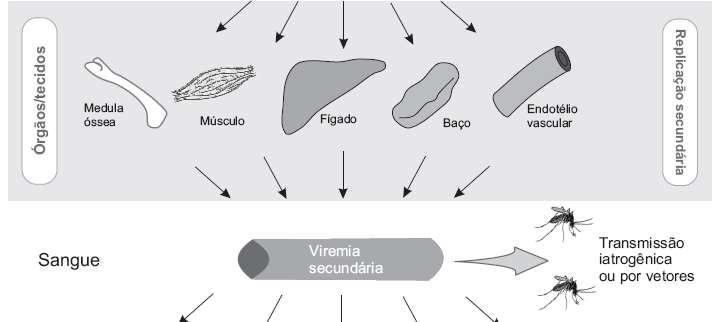 (viremia):