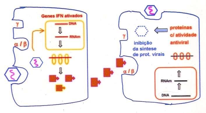 Mecanismo de ação dos Interferons e Célula: receptores de reconhecimento de patógenos (ex: toll-like) Ativação cascata JAK-