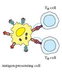 Reconhecimento do antígeno pelo linfócito T