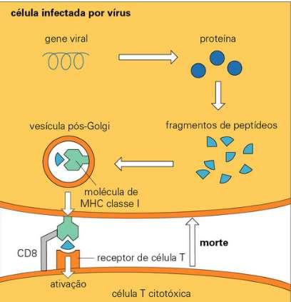 Reconhecimento da célula infectada pelo linfócito T citotóxico Destruição da célula infectada Linfócitos T citotóxicos reconhecem as proteínas virais