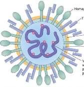 Características dos vírus: Vírus RNA: RNA