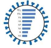 Características dos vírus: Vírus RNA: RNA simples fita