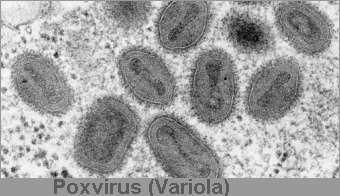 poxvirus.org www.elu.