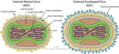 uk Bacteriófagos