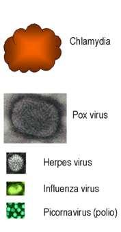 Características dos vírus: Pequenos (20 a 250 nm de diâmetro) 1 micron