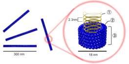 Vírus ácido nucleico (DNA ou RNA) +