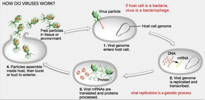 essenciais para a atividade metabólica