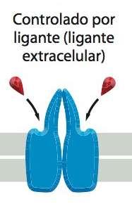 Potencial de Repouso Potencial de