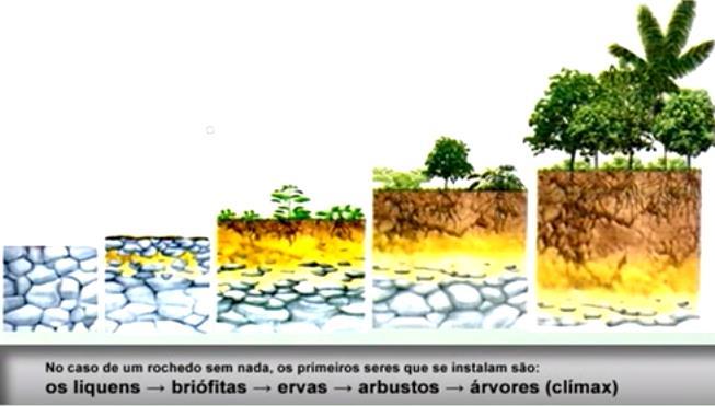 A Sucessão ecológica É o processo gradativo de colonização de um habitat; Os ecólogos reconhecem