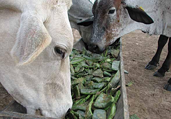 Introdução A palma forrageira é uma planta muito importante na alimentação de bovinos leiteiros na região semiárida brasileira, por ser uma excelente fonte