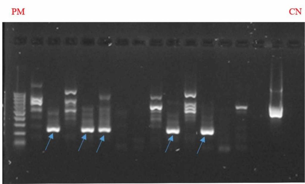 Figura 3. Eletroforese dos produtos de nested-rt-pcr para MGTV. As amostras de RNA s testadas foram extraídas dos carrapatos coletados em bovinos da Fazenda Capim Branco, Uberlândia, MG, da espécie R.
