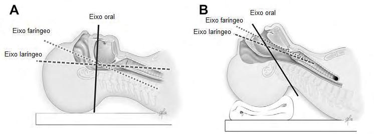 75 Figura 4 - Eixos oral, faríngeo e laríngeo em posição de repouso (A) e em posição olfativa (B).
