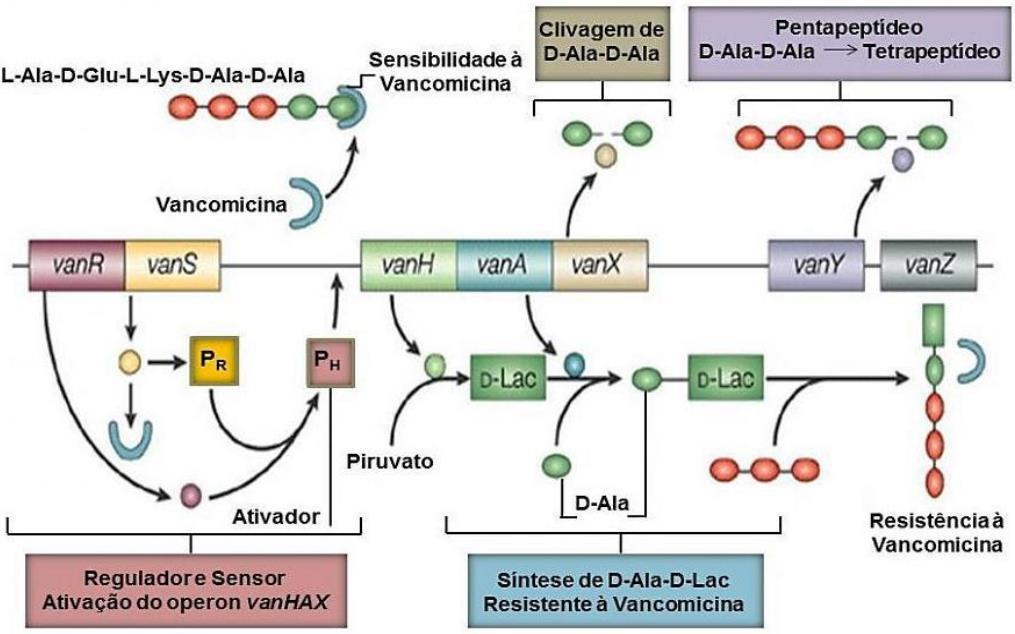 21 O operon vana é normalmente carreado por um transposon denominado Tn1546, que é composto por cinco genes envolvidos na resistência aos glicopeptídeos (vanhaxyz) e dois genes reguladores (vanrs).