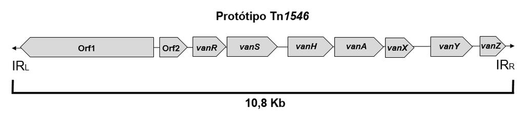 22 1.5 Tranposon Tn1546 Os primeiros estudos conduzidos na França com isolados de VRE mostraram que o cluster de genes van reside em um transposon da família Tn3 de 10.