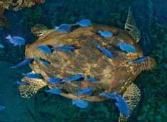 Os animais herbívoros, como a tartaruga-verde e a tainha se alimentam das algas.