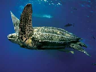 Tartarugas Marinhas no Brasil Tartaruga-de-couro (Dermochelys coriacea) É a maior espécie de tartaruga marinha e, também, a mais forte.