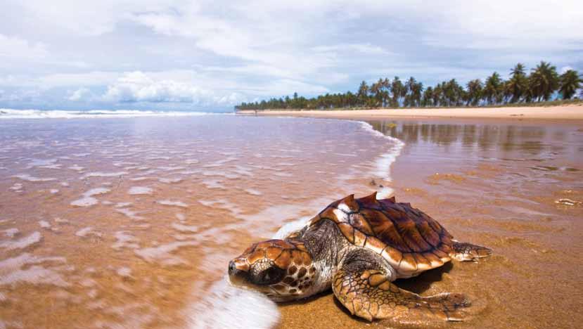 A única área regular de desova conhecida no Brasil situa-se no litoral norte do Espírito Santo.