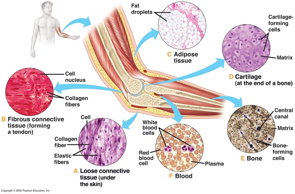 Tecido Conjuntivo 13 Este tecido conecta o tecido epitelial, o muscular e o nervoso.