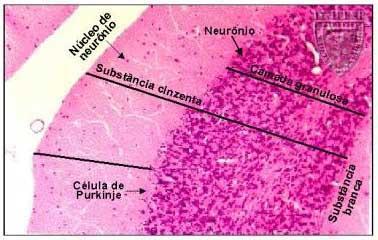 tipos de células da glia ou neuroglia que