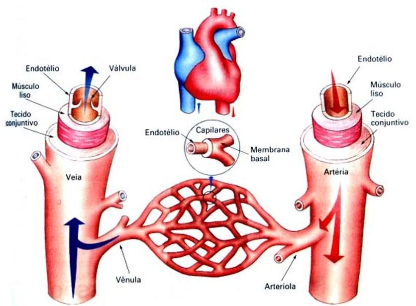Sistema Circulatório O sistema circulatório abrange o sistema vascular sanguíneo e o sistema vascular linfático.