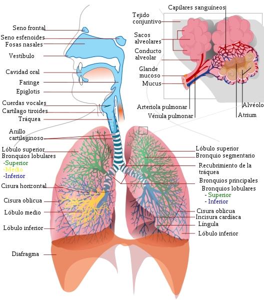 27 Sistema respiratório O aparelho respiratório é constituído pelos pulmões e um sistema de tubos que comunicam o parênquima pulmonar com o meio exterior.