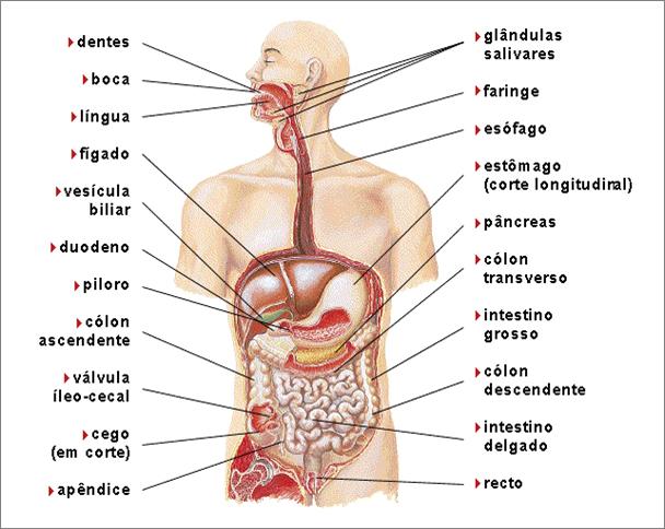29 Sistema Digestório O sistema digestivo consiste no trato digestivo cavidade oral, esôfago,