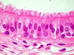 vesícula e nos ductos maiores das glândulas Tecido