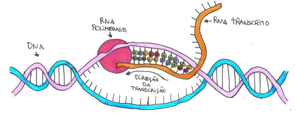 TRANSCRIÇÃO A transcrição consiste na formação de uma fita de RNA habilitada a deixar o núcleo, em eucariotos (como procariotos não possuem núcleo, a transcrição ocorre no citoplasma).