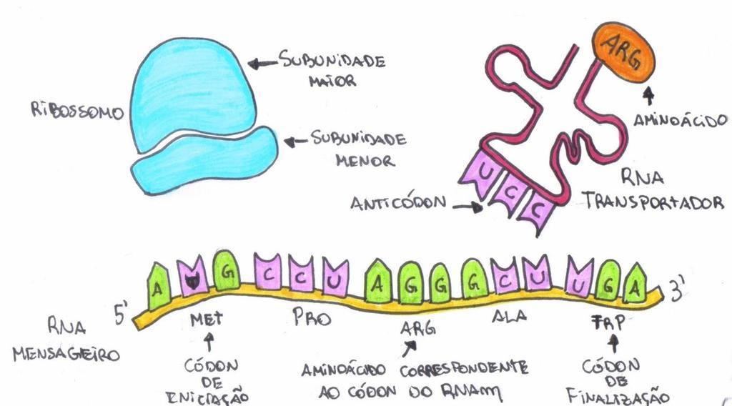 TRADUÇÃO Além do RNAm, outros dois tipos de RNA participam da tradução. O RNA transportador (RNAt), que transporta os aminoácidos, e o RNA ribossômico (RNAr), que, com proteínas, formam os ribossomos.