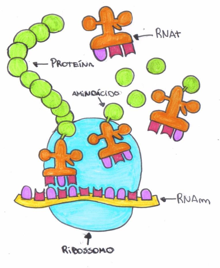 RNAt da metionina é liberado. O ribossomo desloca-se no RNAm e outro RNAt, com um terceiro aminoácido correspondente ao terceiro códon do RNAm, se liga ao ribossomo.