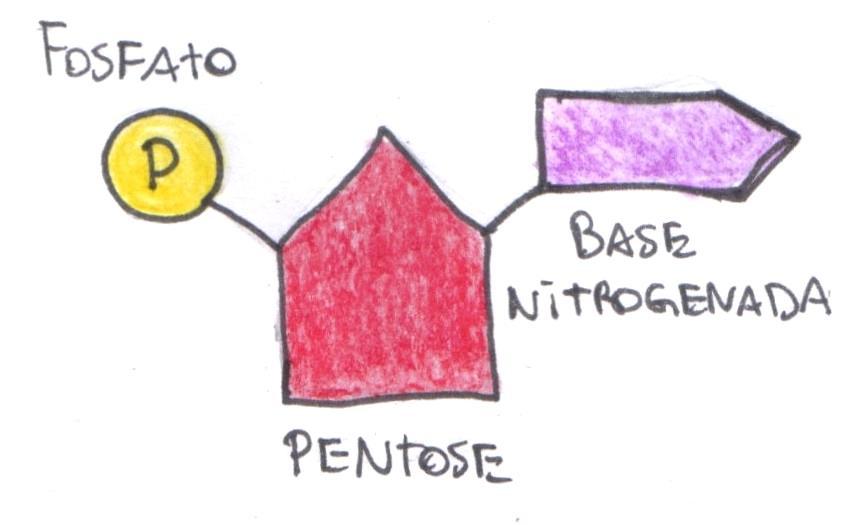 FIGURA 3: NUCLEOTÍDEO. Existem diferenças entre os nucleotídeos de DNA e RNA. No caso do DNA, a pentose é chamada de desoxirribose, devido à ausência de um oxigênio ligado ao carbono 2' da pentose.