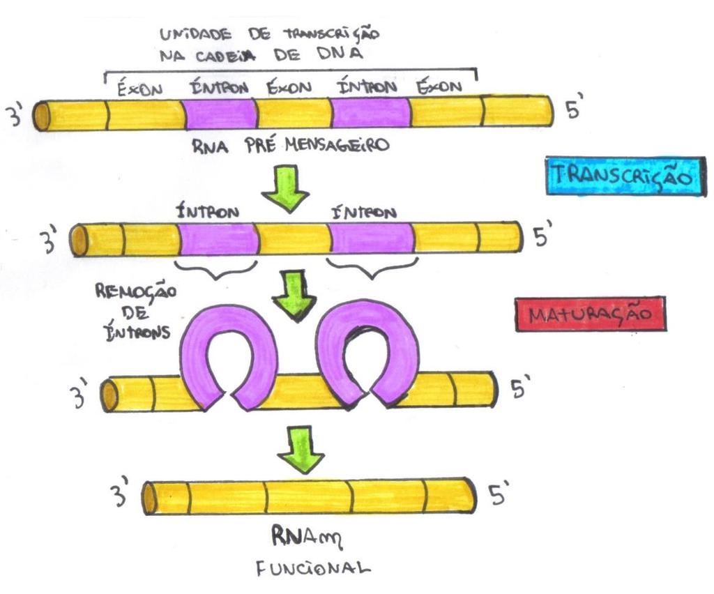 Durante o processo de transcrição de um gene, quando ele será utilizado para a produção de uma molécula de RNA, os íntrons precisam ser removidos através de um processo chamado de splicing.