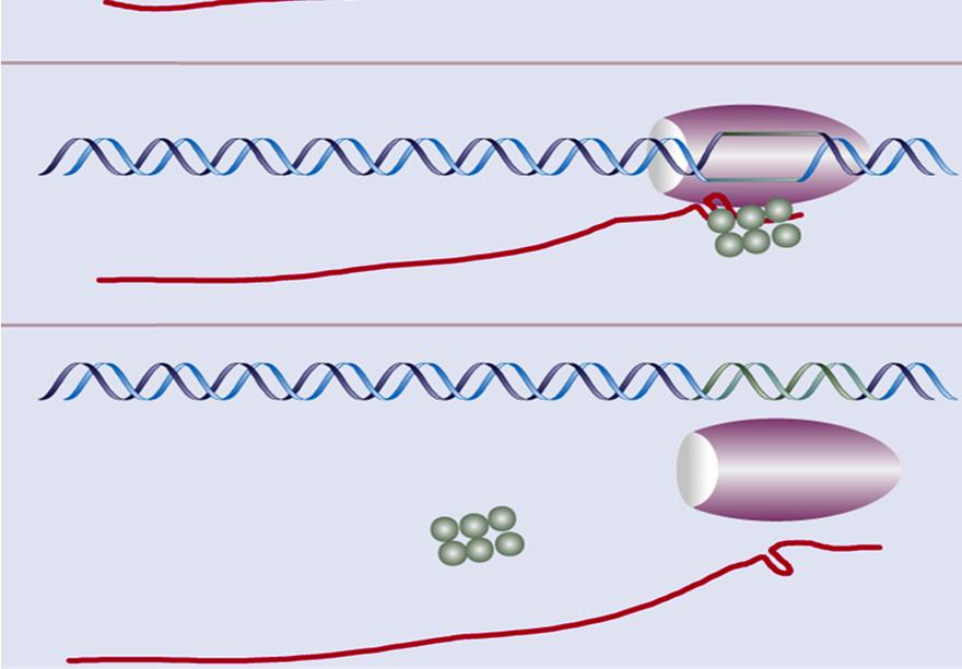 RNA polimerase na sequência de terminação, Rho alcança a enzima Rho