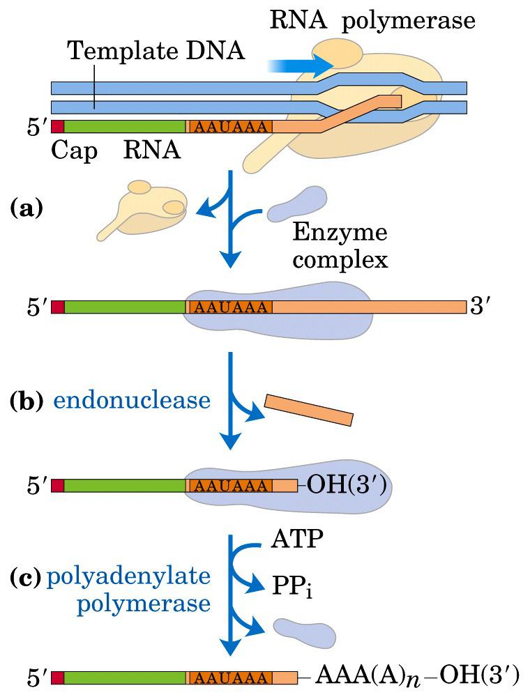 Modificação pós-transcricionais: 3 poli(a) Poliadenilação: Adição da cauda poli (A) na extremidade 3 do RNA primário: ~200