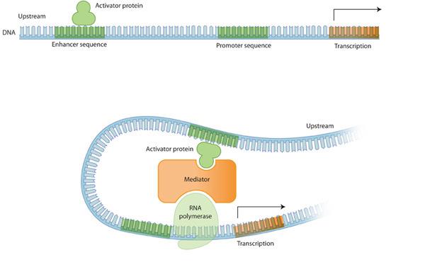 Genes possuem promotores, ativadores e repressores que regulam a sua transcrição O promotoré a regiãode DNA que iniciaa