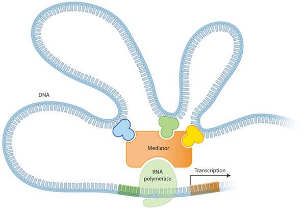 Múltiplos enhancers podem estar envolvidos na regulação da transcrição O DNA acima do gene possui regiões regulatórias