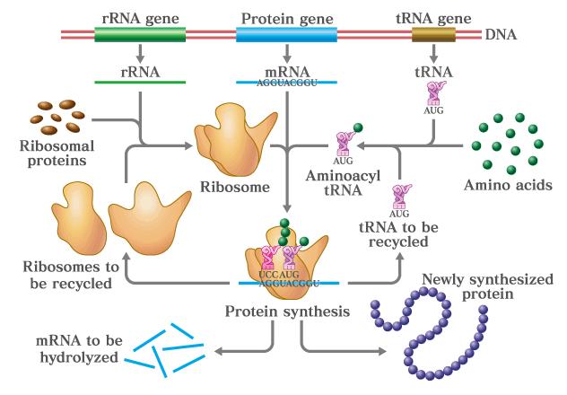 Existem diversos tipos de RNA RNAm codificam novas proteínas RNAr fazem parte do ribossomo RNAt transferem