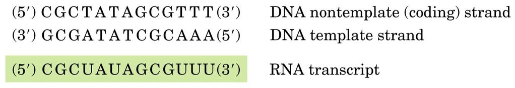 codificadora contém a sequência similar à sequência do RNAm (com T