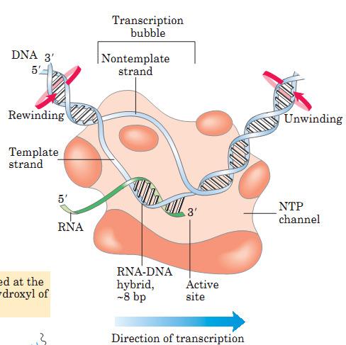 A RNA polimerase gera uma fita de RNA a partir do DNA Funciona como a DNA polimerase mas: