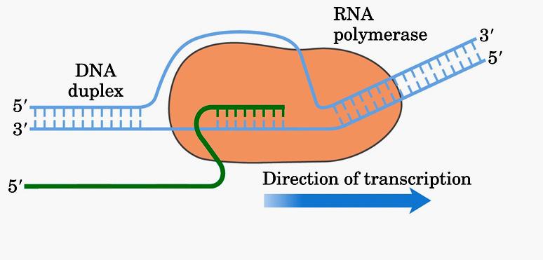 A RNA polimerase cria uma bolha de transcrição no DNA