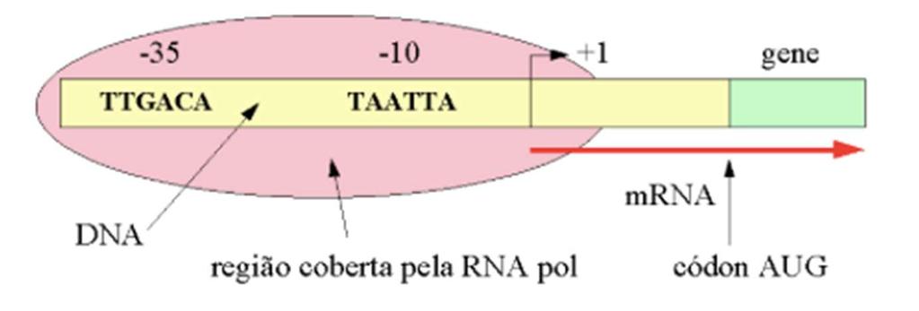 Identificação/anotação gênica -