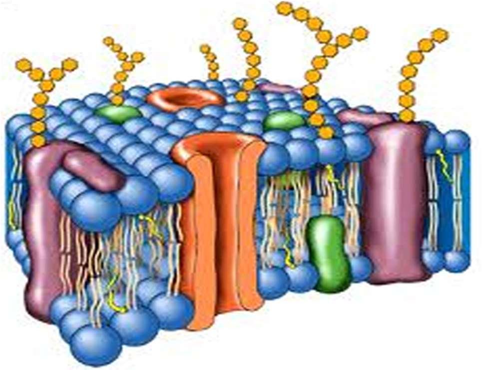 Identificação/anotação gênica predição da localização da proteína codificada por este gene.