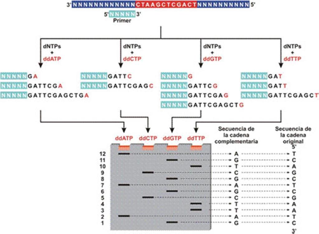 método dideóxi.