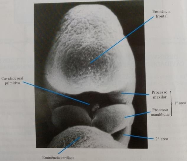 3 Fonte: Histologia e Embriologia Oral (KATCHBURIAN, 1999). O estomódio é delimitado rostralmente pela placa neural e caudalmente pelo desenvolvimento da placa cardíaca.