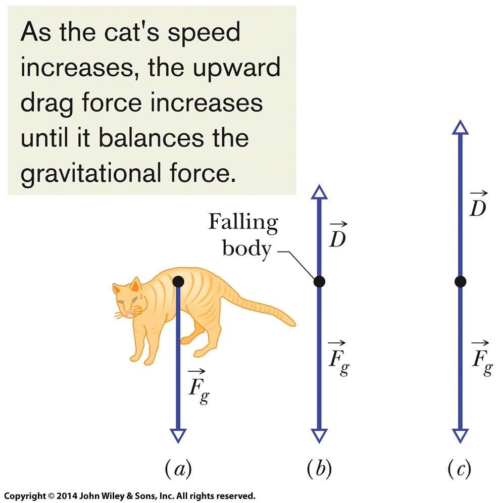 6-2 Frça de arrast e velcidade terminal Para este cas a frça de arrast é: Eq. (6-14) Cnfrme aumenta a velcidade d gat, a frça de arrast para cima aumenta até se equilibrar cm a frça gravitacinal.